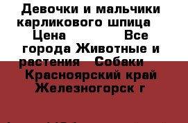 Девочки и мальчики карликового шпица  › Цена ­ 20 000 - Все города Животные и растения » Собаки   . Красноярский край,Железногорск г.